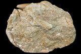 Otodus Shark Tooth Fossil in Rock - Eocene #161112-2